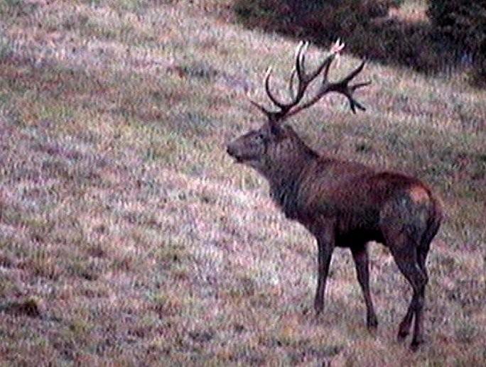 PASSIONE PER IL CERVO